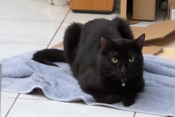 Found/Stray Male Cat last seen Montara Drive, Largo, FL 33773