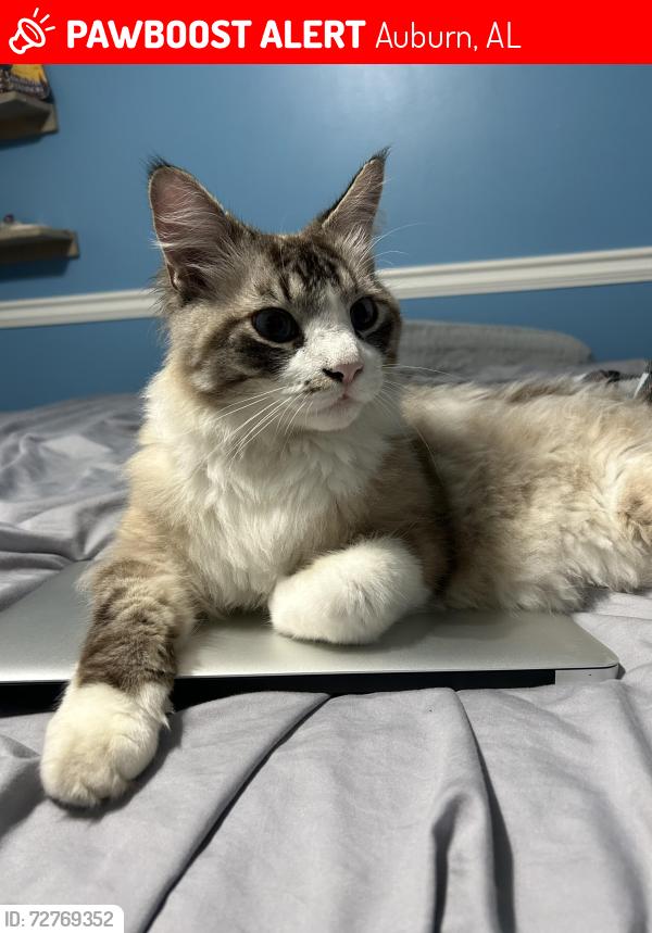 Lost Male Cat last seen Longleaf crossing, Auburn, AL 36832