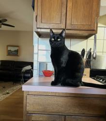 Lost Male Cat last seen Galley Diner, Boston, MA 02127