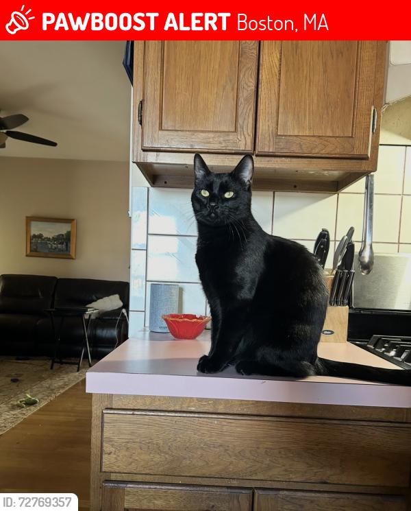 Lost Male Cat last seen Galley Diner, Boston, MA 02127
