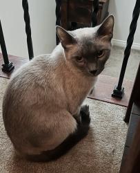 Found/Stray Unknown Cat last seen Near Jamestown Cir, Fontana, CA 92336