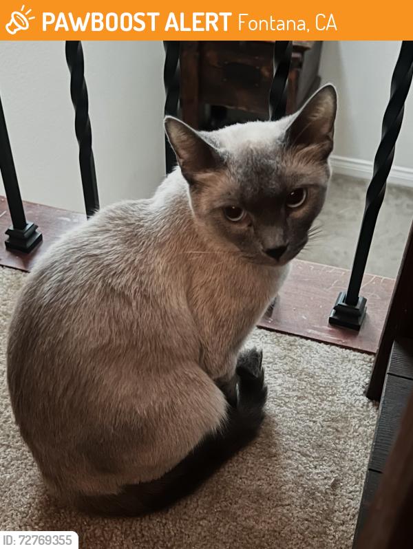 Found/Stray Unknown Cat last seen Near Jamestown Cir, Fontana, CA 92336