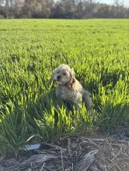 Lost Male Dog last seen Prospect / 202, Montross, VA 22520