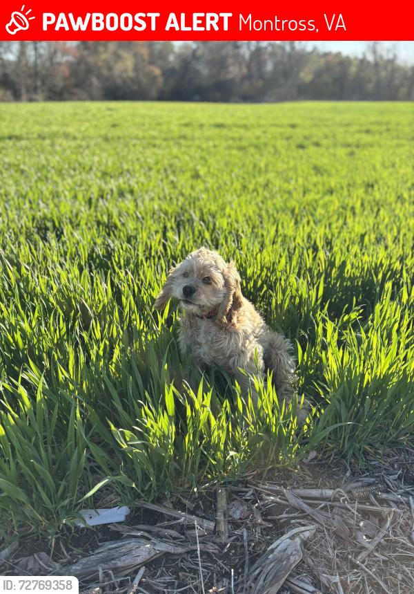 Lost Male Dog last seen Prospect / 202, Montross, VA 22520