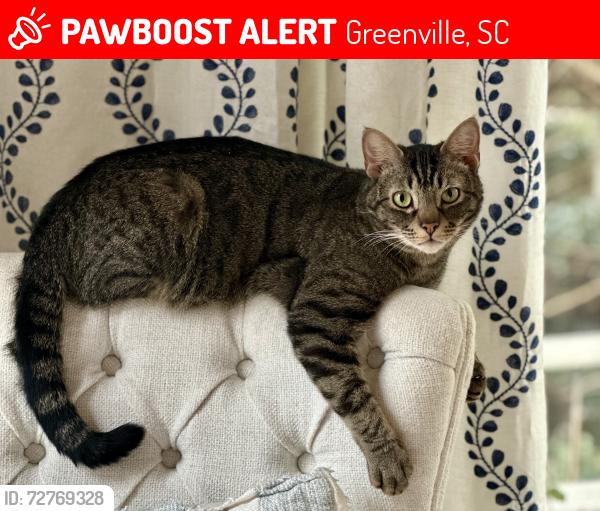 Lost Male Cat last seen Fork Shoals Rd and Pollyanna Drive, Greenville, SC 29605