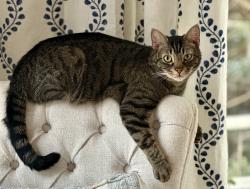 Lost Male Cat last seen Fork Shoals Rd and Pollyanna Drive, Greenville, SC 29605
