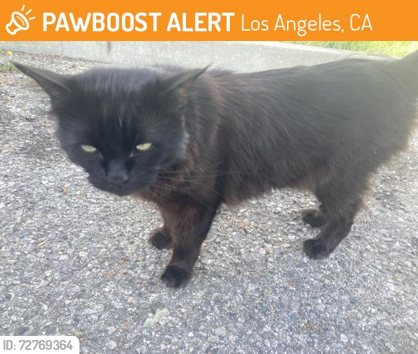 Found/Stray Male Cat last seen Barnsdall Park, Los Angeles, CA 90027