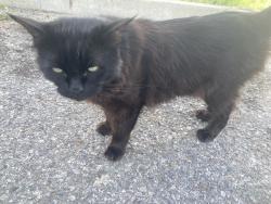 Found/Stray Male Cat last seen Barnsdall Park, Los Angeles, CA 90027