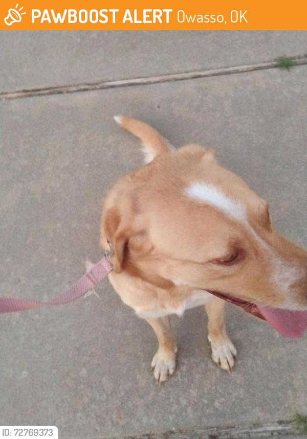 Found/Stray Male Dog last seen 156thse coirt, Owasso, OK 74055