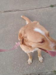 Found/Stray Male Dog last seen 156thse coirt, Owasso, OK 74055