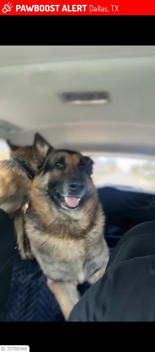 Lost Male Dog last seen Easter ave, Dallas, TX 75216