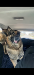 Lost Male Dog last seen Easter ave, Dallas, TX 75216