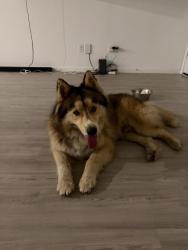 Found/Stray Male Dog last seen Chisholm trail , Joshua, TX 76058