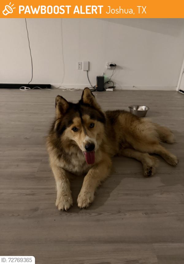 Found/Stray Male Dog last seen Chisholm trail , Joshua, TX 76058