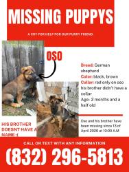 Lost Male Dog last seen Near ballin David dr , Spring, TX 77379