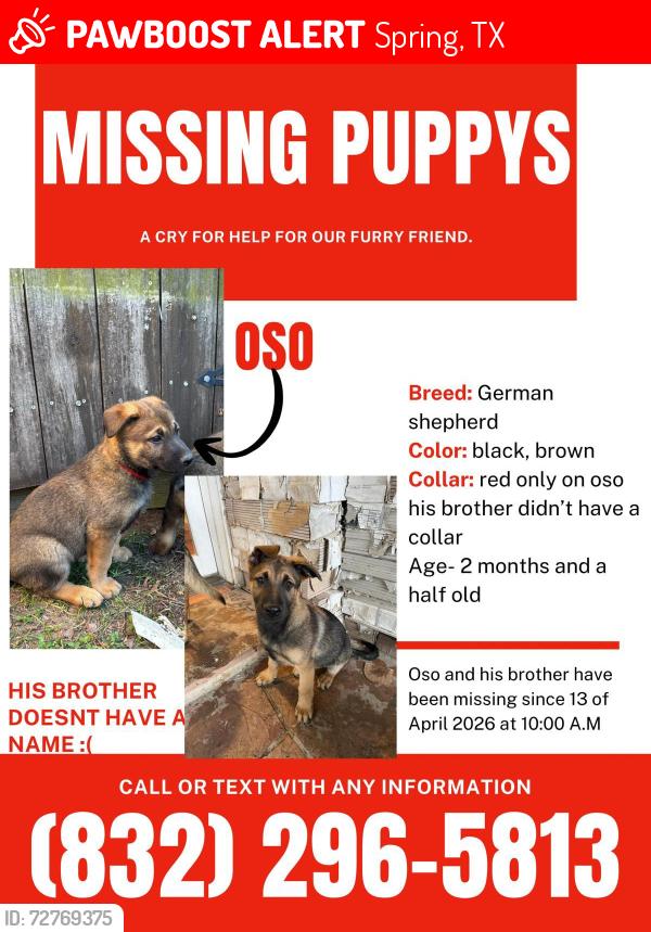 Lost Male Dog last seen Near ballin David dr , Spring, TX 77379
