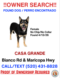 Found/Stray Female Dog last seen Bianco and maricopa casa grande highway, Casa Grande, AZ 85193