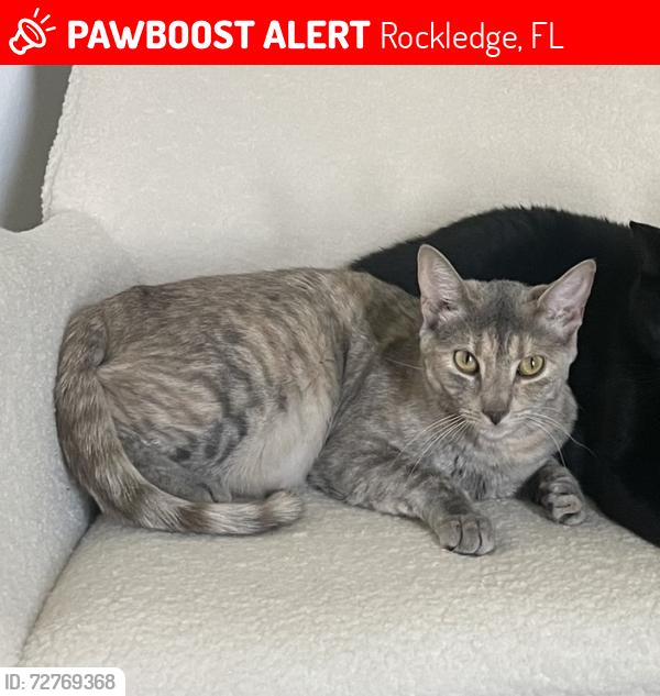 Lost Female Cat last seen S Fiske Blvd and St Andrews Dr, Rockledge, FL 32955