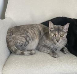 Lost Female Cat last seen S Fiske Blvd and St Andrews Dr, Rockledge, FL 32955