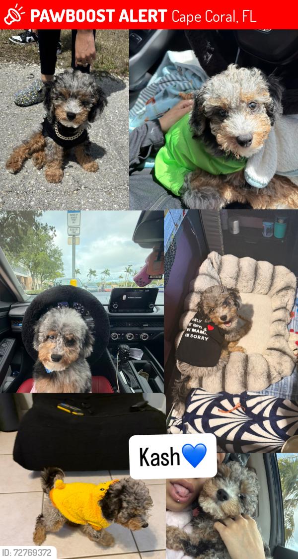 Lost Male Dog last seen Behind Mid Cape Global Academy , Cape Coral, Cape Coral, FL 33991