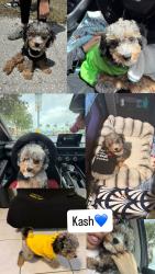 Lost Male Dog last seen Behind Mid Cape Global Academy , Cape Coral, Cape Coral, FL 33991