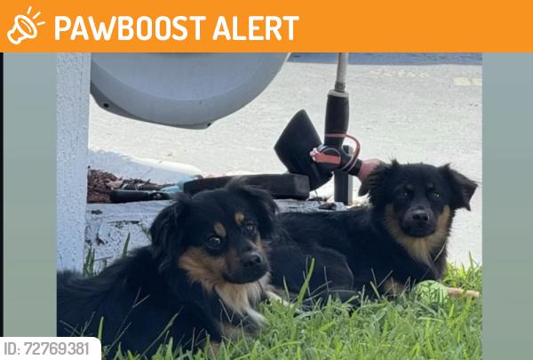 Found/Stray Unknown Dog last seen Near ne 180 drive , North Miami Beach, FL 33162