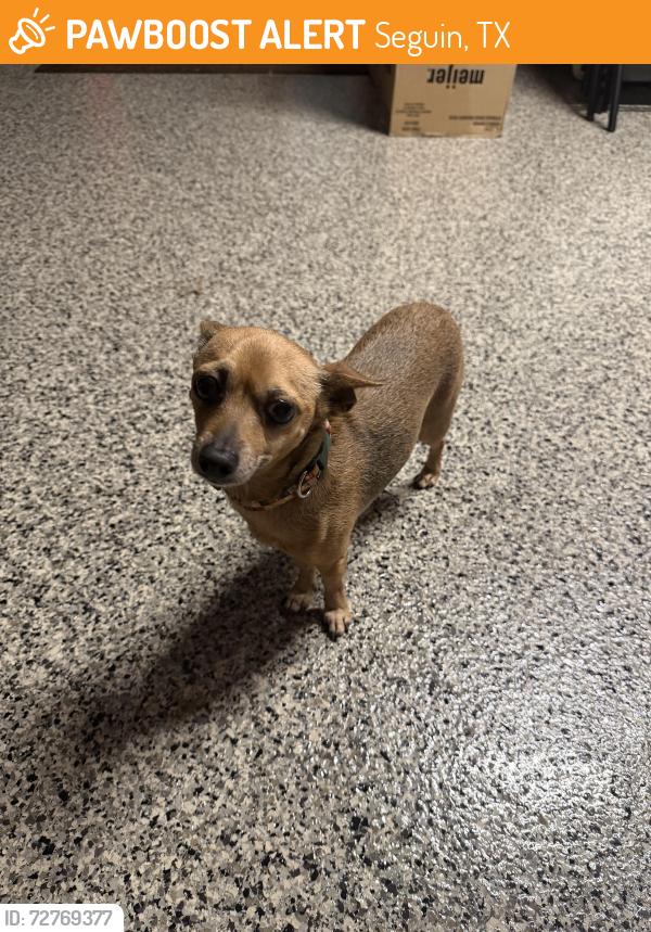 Found/Stray Female Dog last seen Whiskey Pass & Limestone Ridge, Seguin, TX 78155