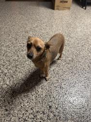 Found/Stray Female Dog last seen Whiskey Pass & Limestone Ridge, Seguin, TX 78155