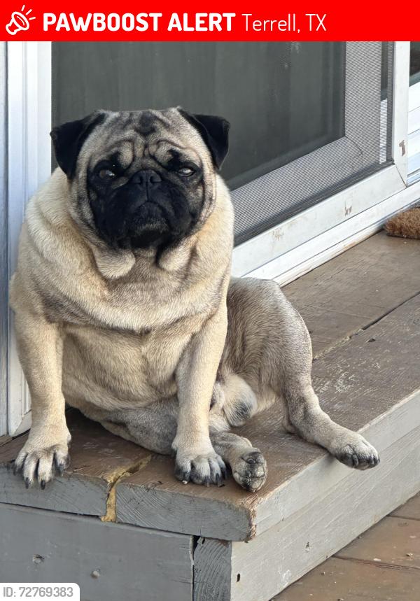 Lost Male Dog last seen Near County Road 374 Terrell, TX  75161 United States, Terrell, TX 75161