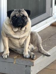 Lost Male Dog last seen Near County Road 374 Terrell, TX  75161 United States, Terrell, TX 75161