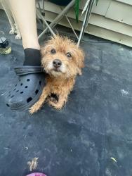 Lost Female Dog last seen 26th and Hadley , Milwaukee, WI 53212