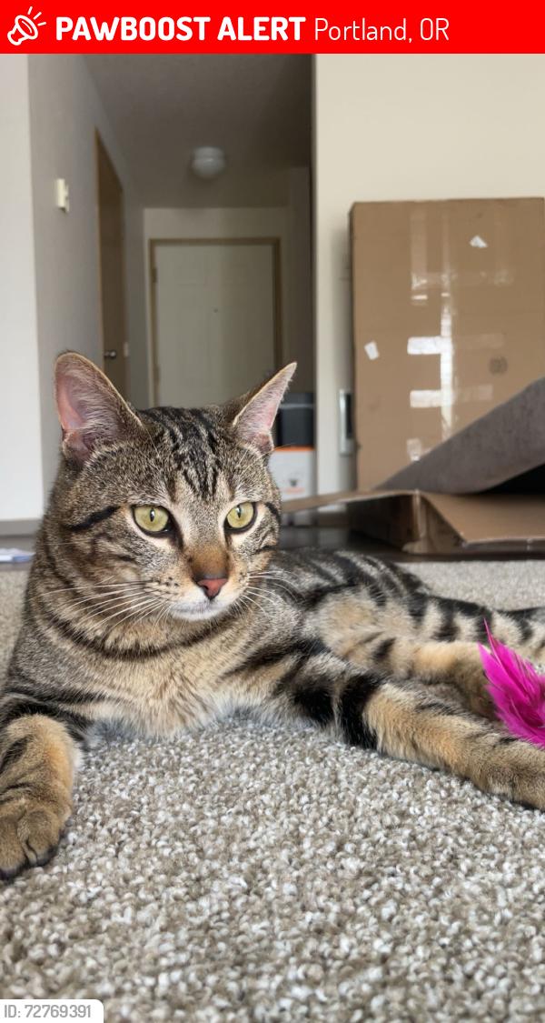 Lost Male Cat last seen 185th , Portland, OR 97229