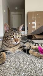 Lost Male Cat last seen 185th , Portland, OR 97229