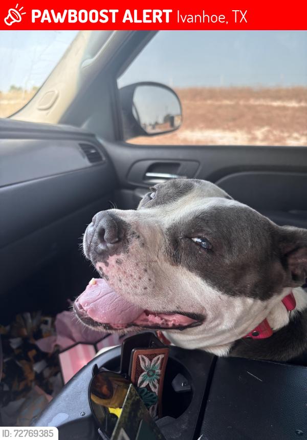 Lost Female Dog last seen Cr 2275 telephone tx , Ivanhoe, TX 75447