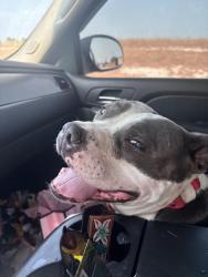 Lost Female Dog last seen Cr 2275 telephone tx , Ivanhoe, TX 75447
