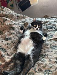 Lost Male Cat last seen The community near Fairmount Park and the golf course, Riverside, CA 92501