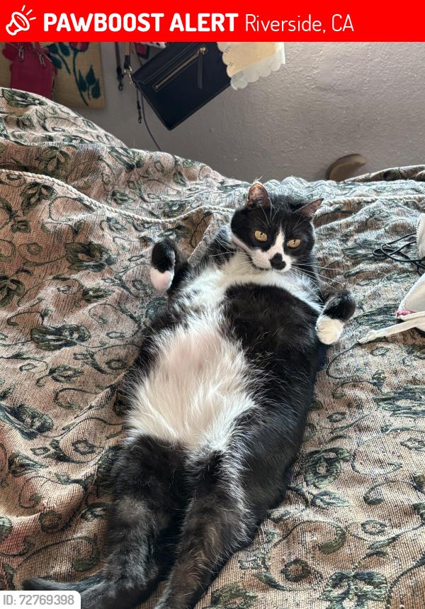 Lost Male Cat last seen The community near Fairmount Park and the golf course, Riverside, CA 92501