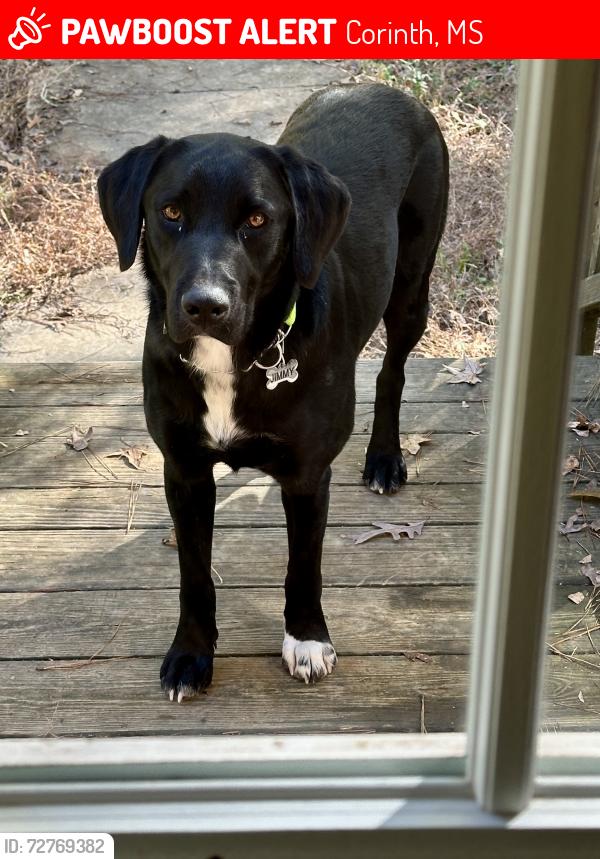 Lost Male Dog last seen CR-301 & CR-305, just off of hwy 72, Corinth, MS 38834