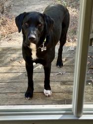 Lost Male Dog last seen CR-301 & CR-305, just off of hwy 72, Corinth, MS 38834