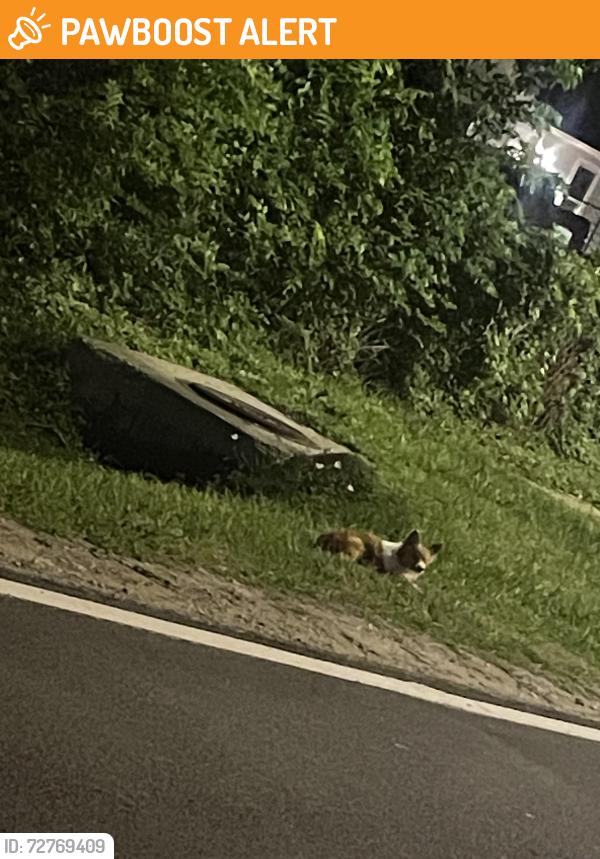 Found/Stray Unknown Dog last seen Hopper Road and Seven mile, Westfield Estates, TX 77093