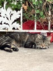 Found/Stray Unknown Cat last seen 6th street, Huntington, WV 25701