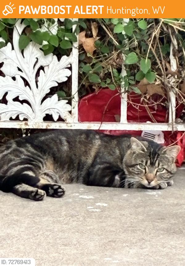Found/Stray Unknown Cat last seen 6th street, Huntington, WV 25701
