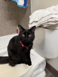 Lost Female Cat last seen lindley between hiawatha and kingsbury, Los Angeles, CA 91325