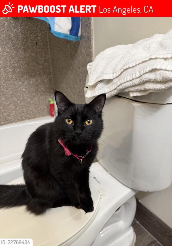 Lost Female Cat last seen lindley between hiawatha and kingsbury, Los Angeles, CA 91325
