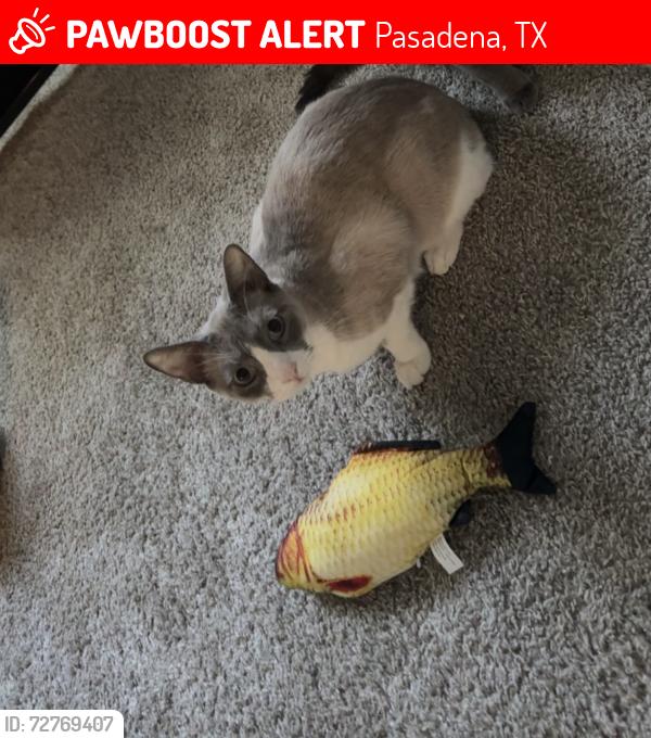 Lost Male Cat last seen Near greenbriar avenue, Pasadena, TX 77502