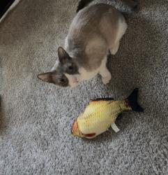 Lost Male Cat last seen Near greenbriar avenue, Pasadena, TX 77502