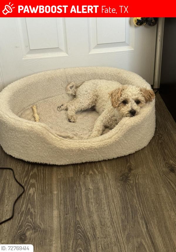 Lost Female Dog last seen Waxberry Drive Fate TX, Fate, TX 75189