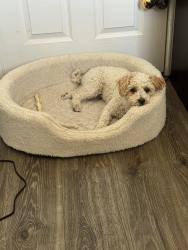 Lost Female Dog last seen Waxberry Drive Fate TX, Fate, TX 75189