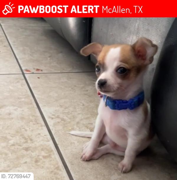 Lost Male Dog last seen Jay street , McAllen, TX 78504