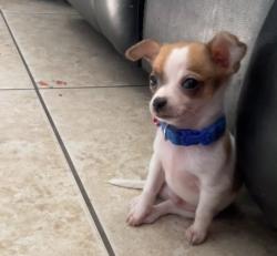 Lost Male Dog last seen Jay street , McAllen, TX 78504